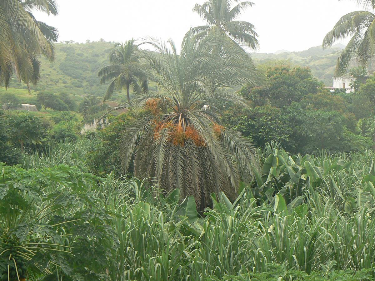 Villa Sao Jose Pedra Badejo  Buitenkant foto